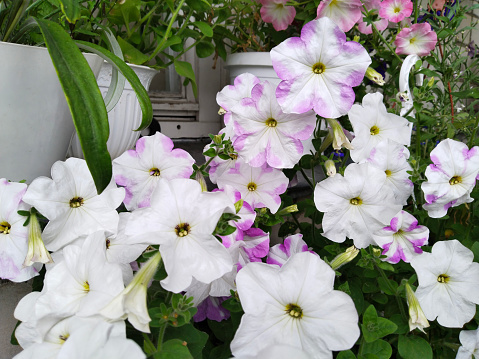 Petunia grandiflora white Pink near house. Popular beautiful flowers in city. Blooming Garden on balcony. Home Gardening. Comfortable environment. Green ecology area. Sustainable Living. Landscape