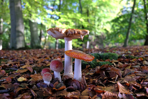 istock Red and white speckled fly agaric or fly amanita mushrooms, also known as fairy toadstools in beech woodland 1636565755