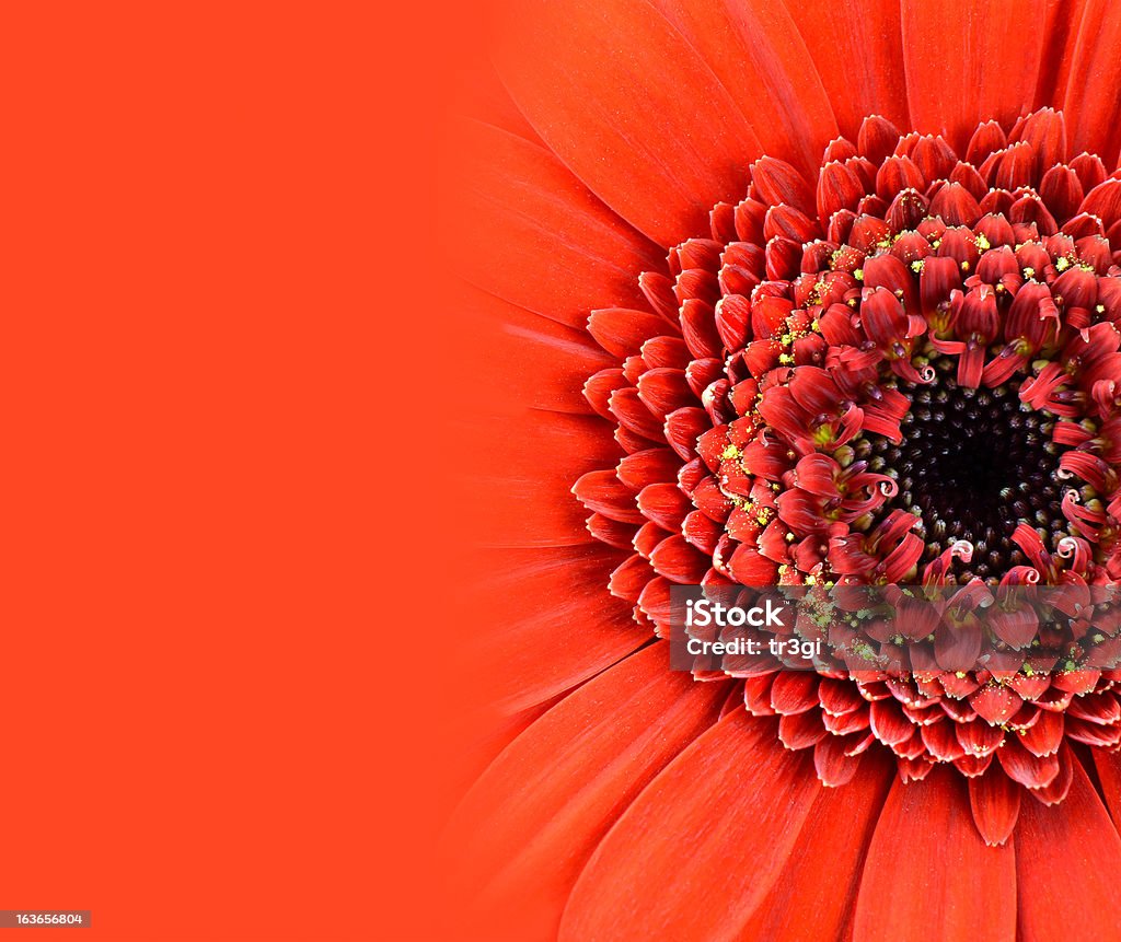 Fleur de Gerbera rouge avec dégradé - Photo de Arbre en fleurs libre de droits