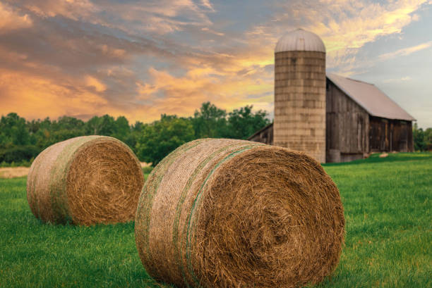 balle di fieno nel vermont - vermont farm dairy farm agricultural building foto e immagini stock