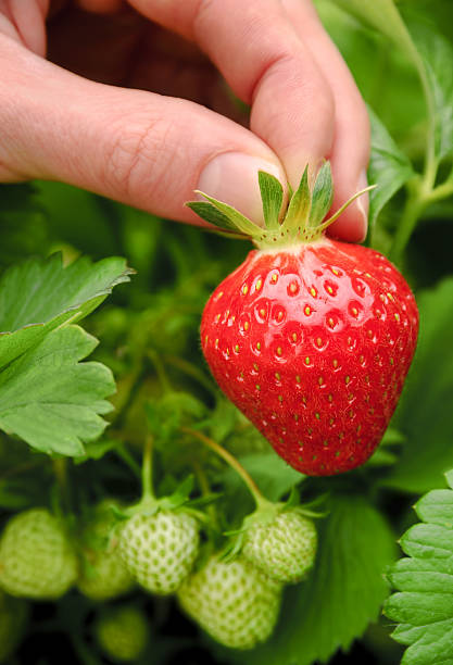 istock Perfect ripe strawberry being plucked 163657192