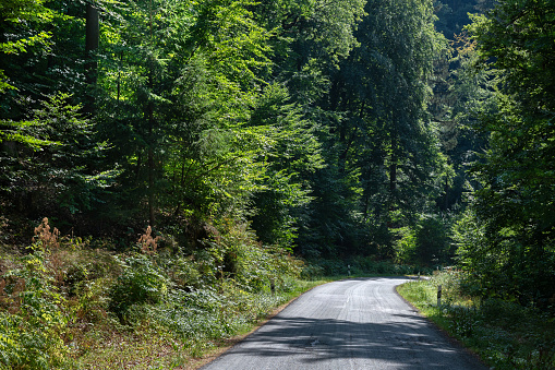 road in forest in summer