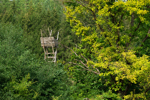 hunting blind in a forest in summer