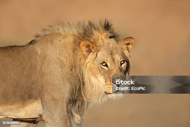 Retrato De Leão Africano - Fotografias de stock e mais imagens de Animal selvagem - Animal selvagem, Vida Selvagem, Animais caçando