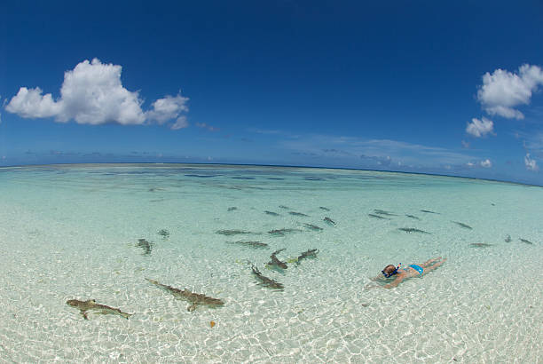 snorkeling con gli squali - women courage water floating on water foto e immagini stock