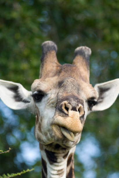 istock giraffe sticks tongue out 163659254