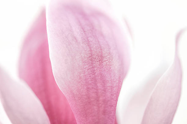 istock Yulan Magnolia  Petal Background 163659295
