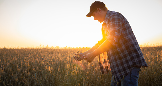 At sunset, a male farmer will check the ripeness of the wheat in the field. The farmer evaluates the degree of maturity of the grain and decides whether to start harvesting from the field..