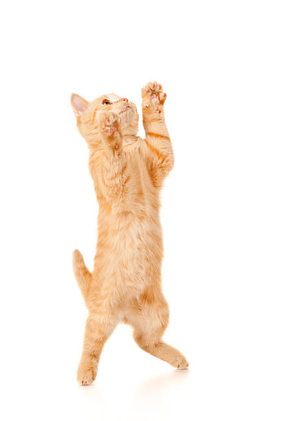 istock Funny redhead cat jumps up 163659922