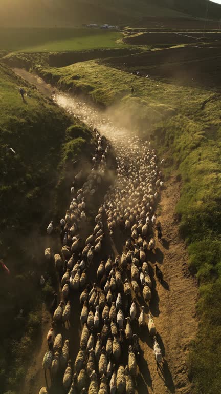 Sheep and traveller man