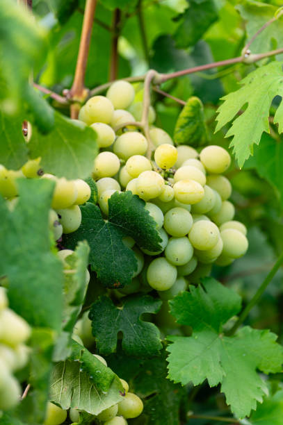 istock Large bunch of white grapes hanging, close-up. 1636605519