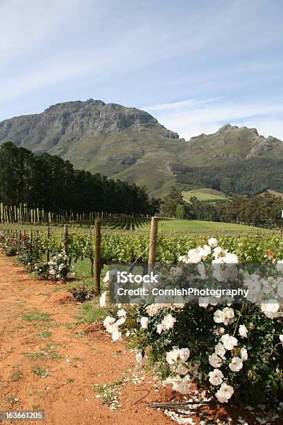 Vinhaáfrica Do Sul - Fotografias de stock e mais imagens de Flor - Flor, Stellenbosch, Agricultura