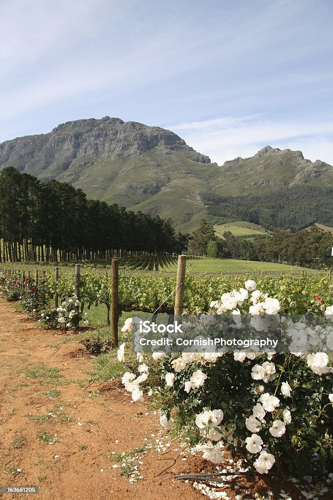 Виноградник-Южная Африка - Стоковые фото Стелленбос роялти-фри