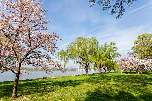 Cherry Blossom and Bridge on Potomac River, Washington DC  arlington memorial bridge photos stock pictures, royalty-free photos & images