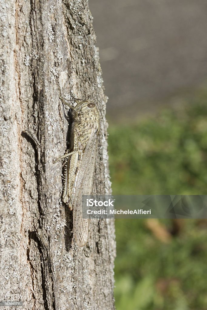 Camouflaged locust - Lizenzfrei Baum Stock-Foto