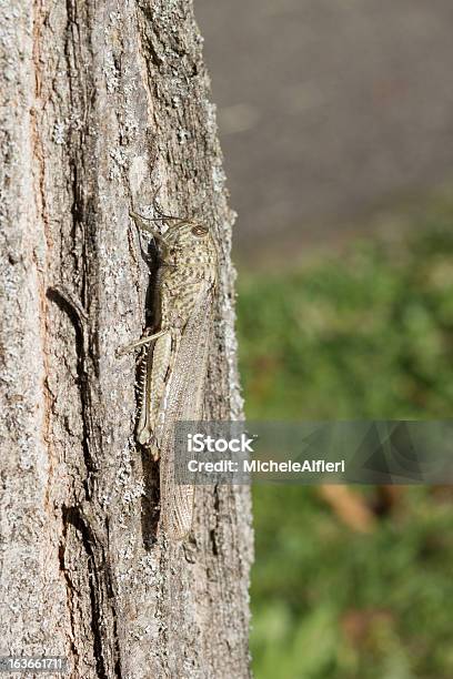 Camouflaged Locust Stockfoto und mehr Bilder von Baum - Baum, Elefantenrüssel, Feldheuschrecken