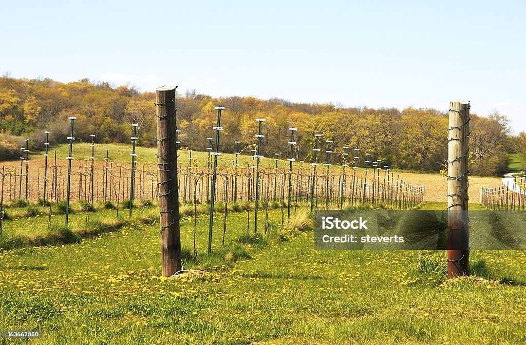 Grape Vines Grape vines growing in early spring. Agriculture Stock Photo