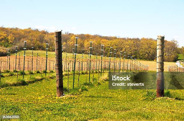 Grape Vines Stock Photo - Download Image Now - Agriculture, Blue, Farm