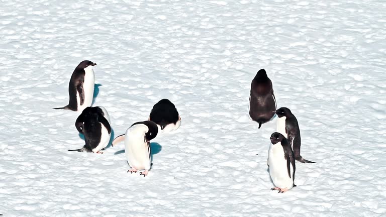 Penguins walking on ice and snow