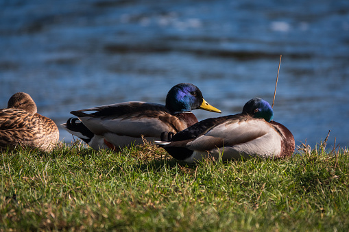 A group of mallard ducks sitting on the banks of the river Eamont, Penrith, Cumbria