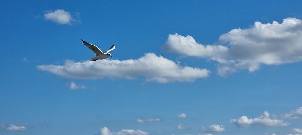 Beautiful seagull soaring through the air