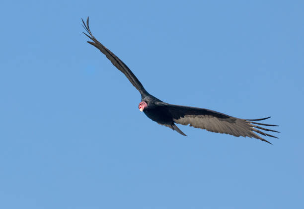 istock Turkey Vulture, Cathartes aura, in flight 1636664732