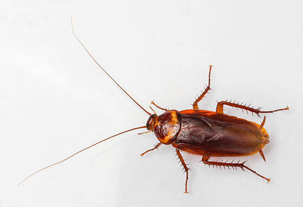 American cockroach American cockroach - Periplaneta Americana isolated on white brown leg stock pictures, royalty-free photos & images