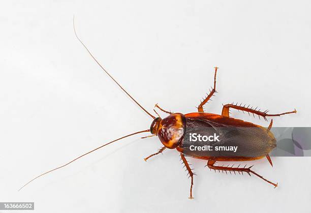 American Cockroach Stock Photo - Download Image Now - Cockroach, American Cockroach, Insect