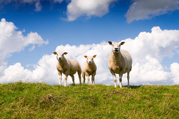 Ovelhas e lambs - foto de acervo