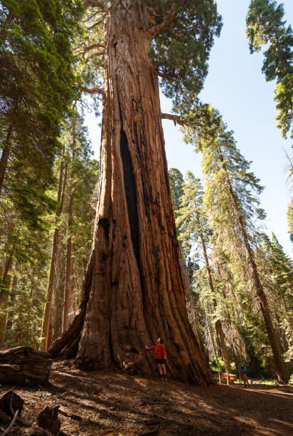 istock Woman stands under a giant sequoia tree 1636670313
