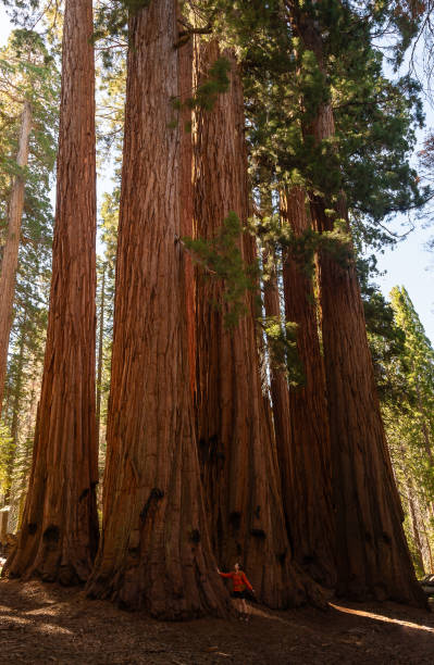 istock Woman stands under a giant sequoia tree 1636670980