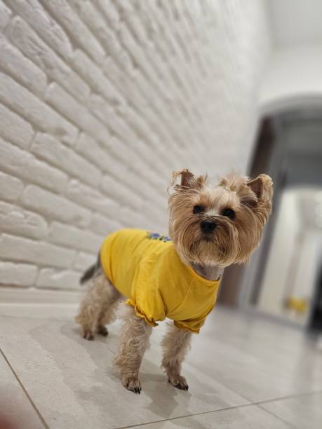 istock Yorkshire terrier dog dressed in yellow colour costume. 1636671228