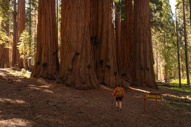 Woman looking up at a very tall Sequoia tree at Jedediah Smith Redwoods State Park in Northern California, USA, in the rain.