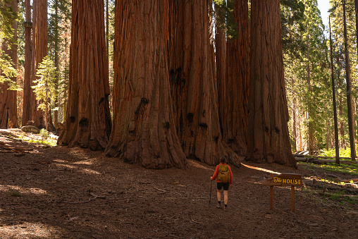 Young woman stands under a giant sequoia tree in the morning sun at Sequoia National Park in the United States
