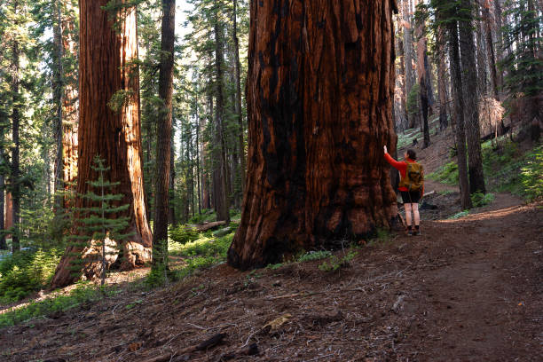 Close-up on the texture of sequoia bark. Background
