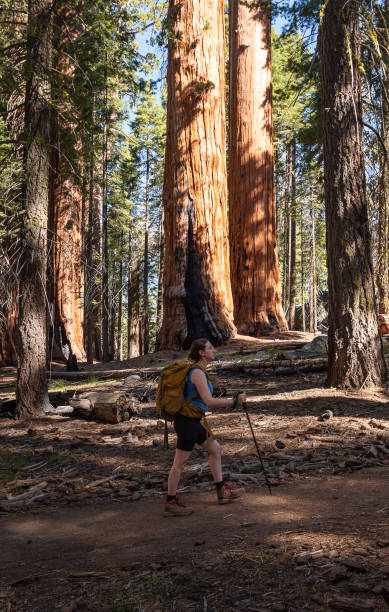 istock Female hiker walks through a sequoia forest 1636678546