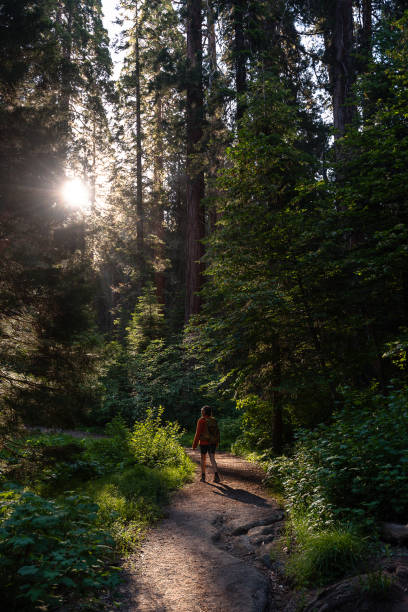 istock Female hiker walks through a sequoia forest 1636681593