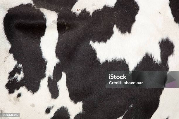 Seite Einer Kuh Stockfoto und mehr Bilder von Rindsleder - Rindsleder, Kuh, Tierisches Haar