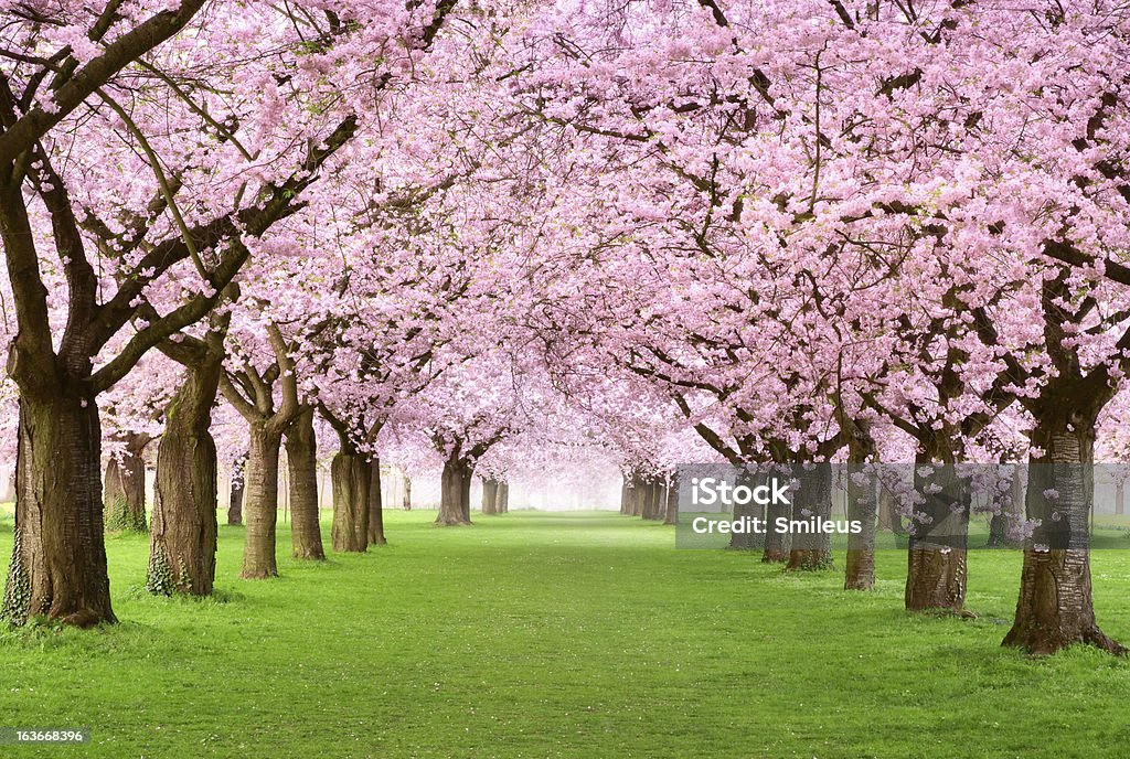 Gourgeous cherry trees in full blossom Ornamental garden with majestically blossoming large cherry trees on a fresh green lawn Alley Stock Photo