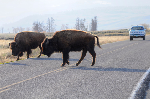 American bisons crossing the road in Yellowstone National Park