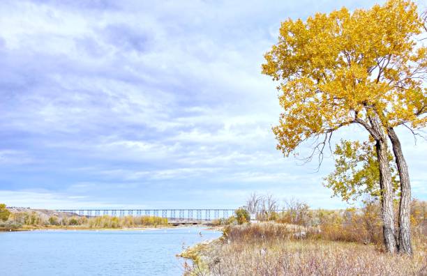 Oldman River in the Fall Overlooking the Oldman River with the High-Level Bridge in the distance, in Lethbridge, Alberta during the autumn season. lethbridge alberta stock pictures, royalty-free photos & images