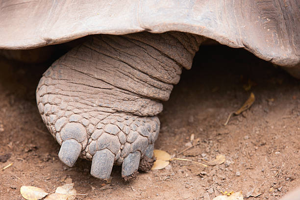 istock Galapagos giant tortoises foot 163669159
