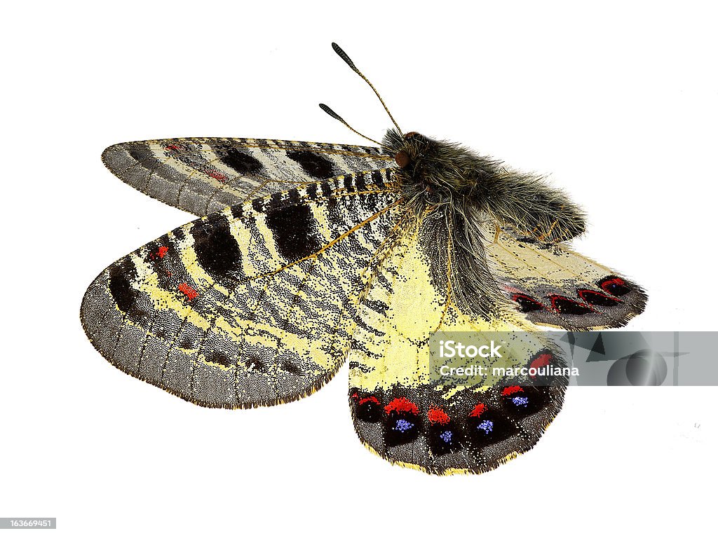 False Apollon (Archon apollinus) w trakcie lotu - Zbiór zdjęć royalty-free (Biały)