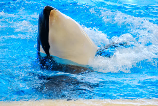 istock swimming in pool, digital photo picture as a background 1636734812