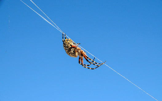 Big Insect Spider and Web into the Wild