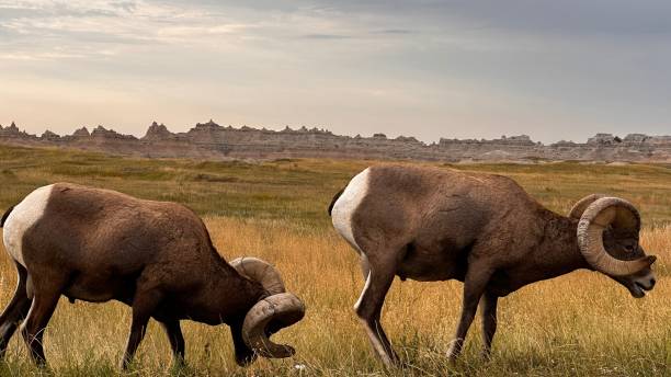 istock Big Horn Sheep Grazing in Badlands 1636740768