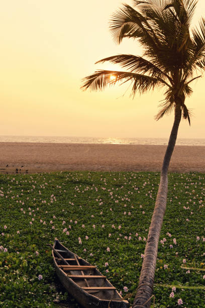Tropical sunset at a sandy beach with palm tree, water hyacinths and dinghy near the Arabian Sea, northern Kerala,India.