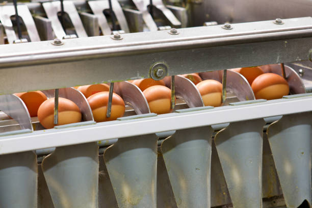istock Egg factory...production line with fresh eggs 163674393