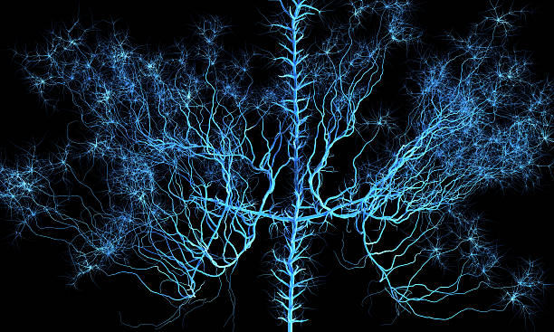 abstrait neural réseau. - fantasy three dimensional three dimensional shape human nervous system photos et images de collection