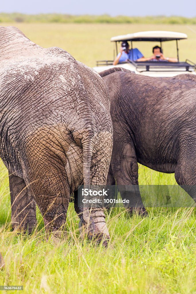 Wildlife Wyświetlanie Afryki na Safari Masai Mara - Zbiór zdjęć royalty-free (Afryka)